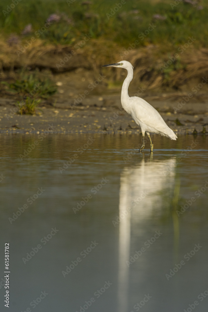 Aigrette garzette (Egretta garzetta - Little Egret) Aigrette garzette (Egretta garzetta - Little Egret)