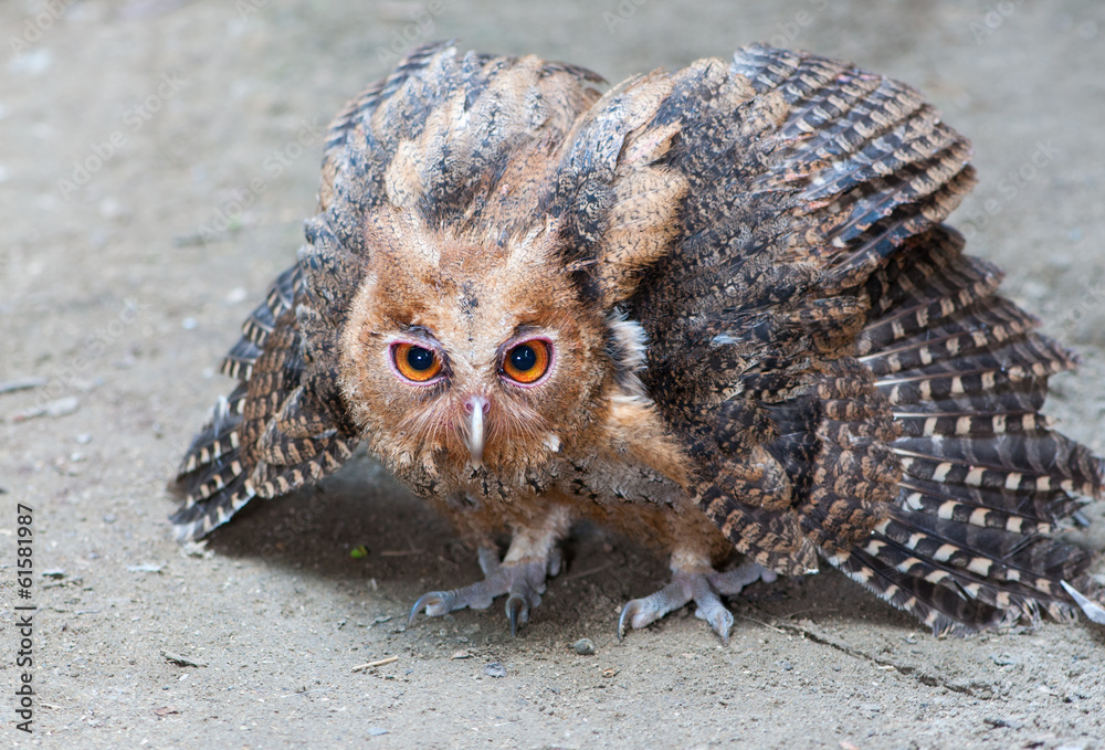 Fototapeta premium Philippine Eagle-Owl owlet assuming a defensive posture