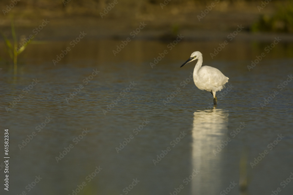 Aigrette garzette (Egretta garzetta - Little Egret) Aigrette garzette (Egretta garzetta - Little Egret)