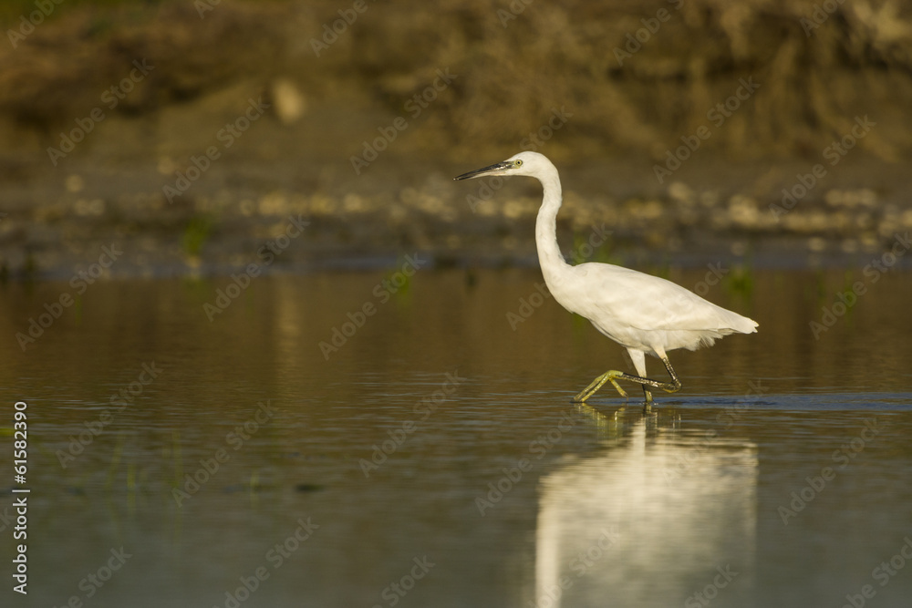 Aigrette garzette (Egretta garzetta - Little Egret) Aigrette garzette (Egretta garzetta - Little Egret)