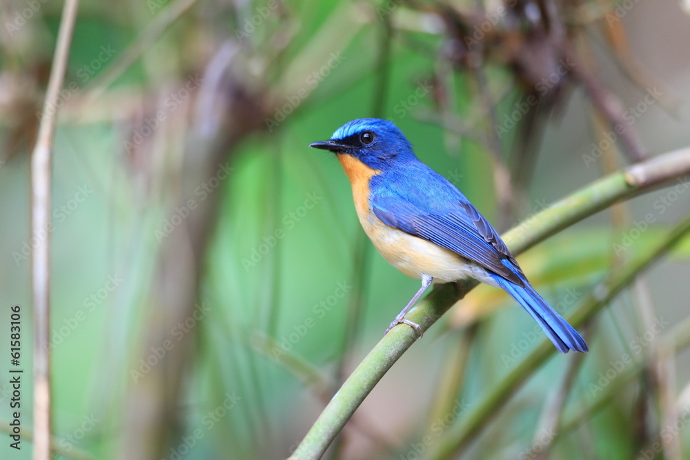 Fototapeta premium Hill Blue Flycatcher (Cyornis banyumas) male in Thailand
