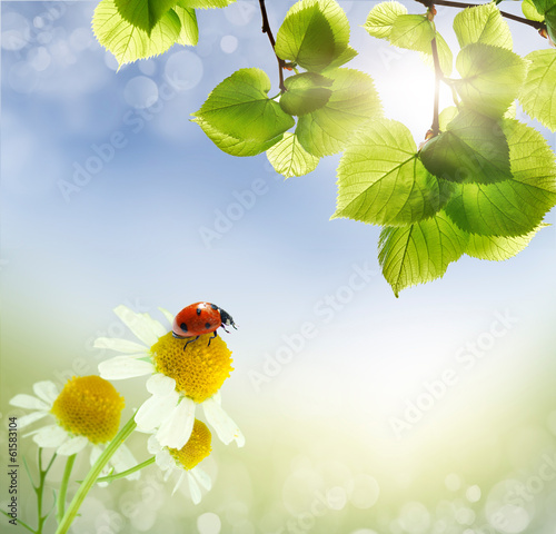 Daisies field and ladybug photo