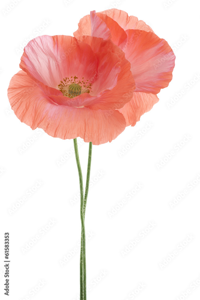 Fototapeta premium MAK