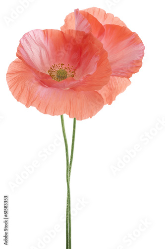 Fototapeta Naklejka Na Ścianę i Meble -  poppy