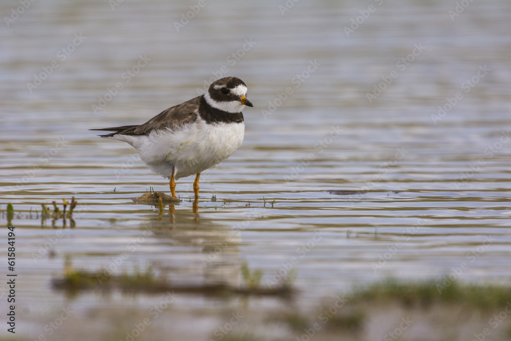 Grand Gravelot (Charadrius hiaticula - Common Ringed Plover)