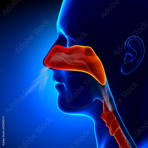 Flu - Full Nose - Human Sinuses Anatomy photo