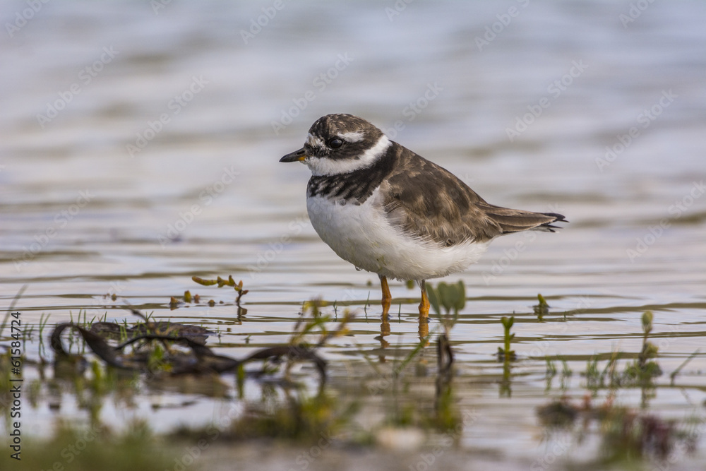 Grand Gravelot (Charadrius hiaticula - Common Ringed Plover) Grand Gravelot (Charadrius hiaticula - Common Ringed Plover)