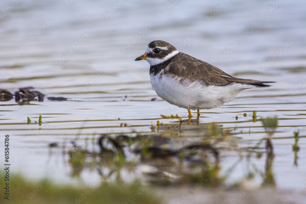 Grand Gravelot (Charadrius hiaticula - Common Ringed Plover) Grand Gravelot (Charadrius hiaticula - Common Ringed Plover)