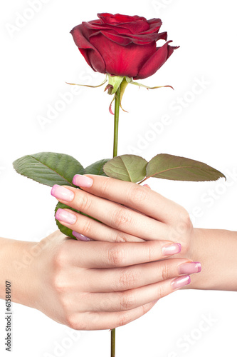Rose in gentle female hands.