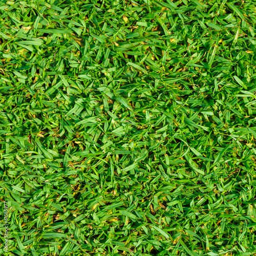 Pennisetum clandestinum garden lawn