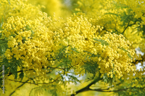 Mimose fiorite simbolo otto marzo