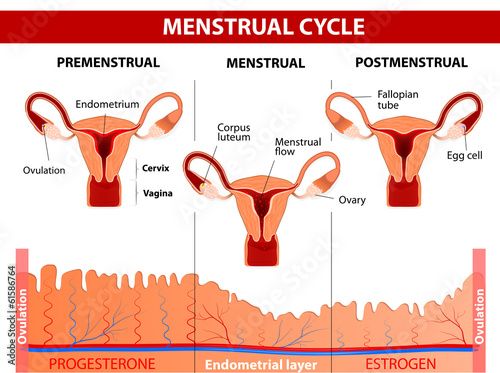 Menstrual cycle