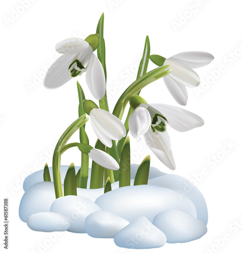 Spring snowdrop flowers on a snow. Vector illustration
