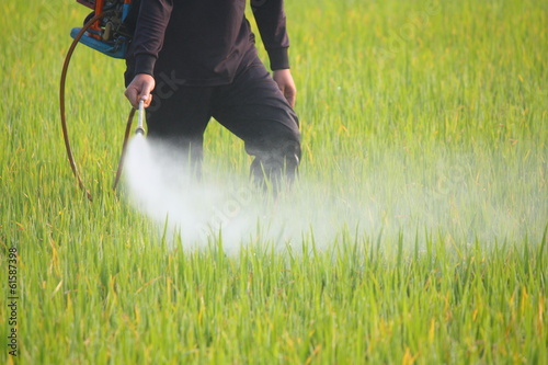 farmer spraying pesticide in the rice field