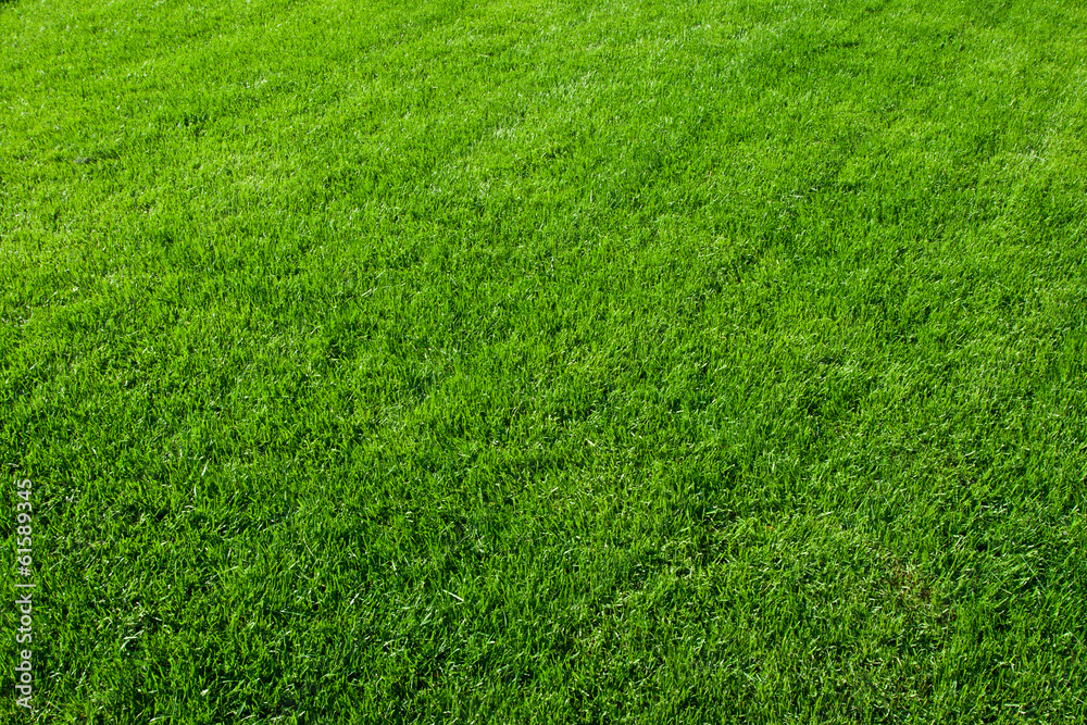 Green grass Green grass