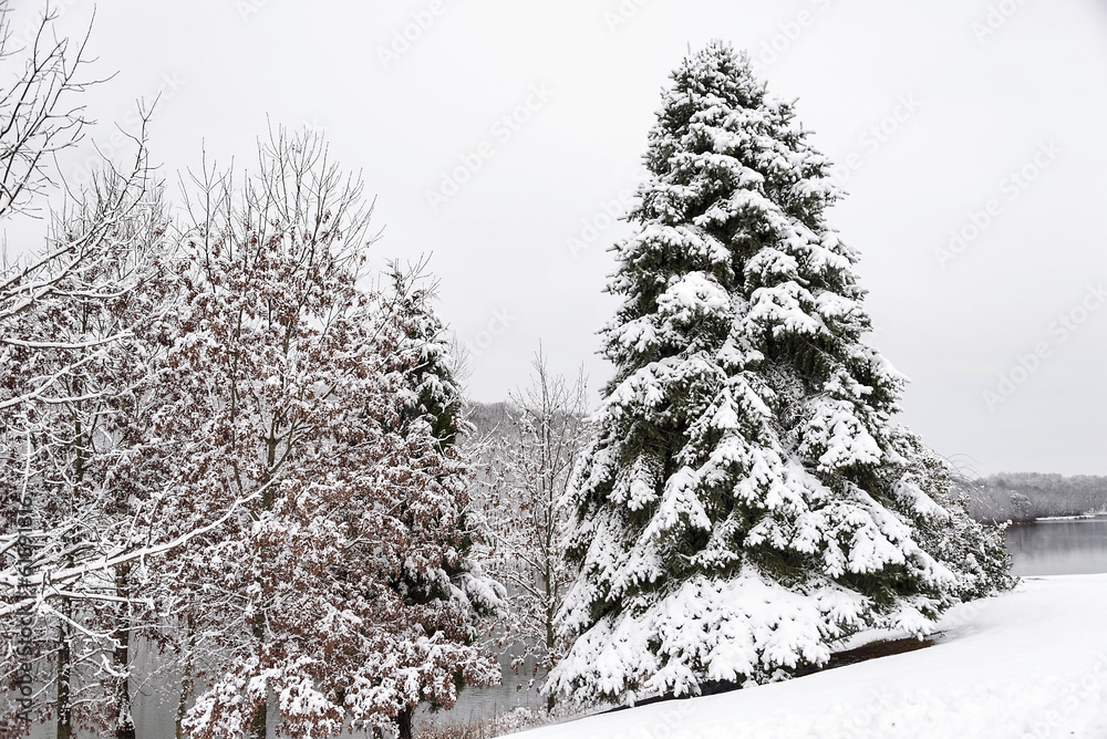 Obraz premium Snow covered trees along the shoreline of a lake