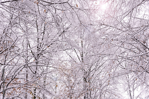 Snow covered tree canopy in forest © annie1961