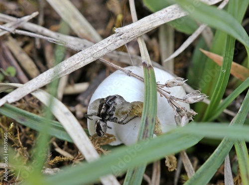 Männliche Kreuzspringspinne am Schneckenhausnest photo