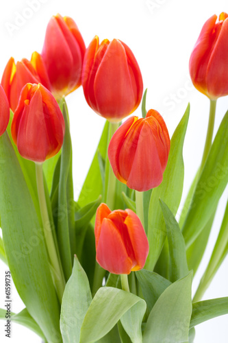 Sch  ne frische rote Tulpen als Blumenstrau   zu ostern und Vale