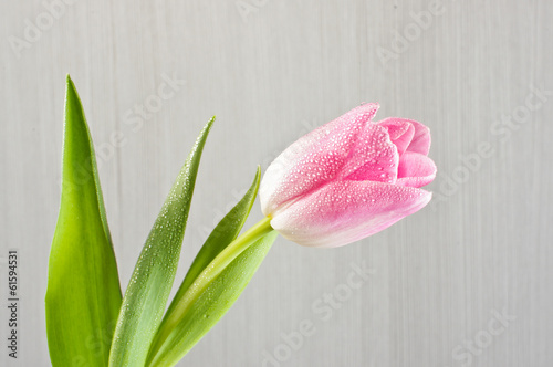 Pink tulip close up photo