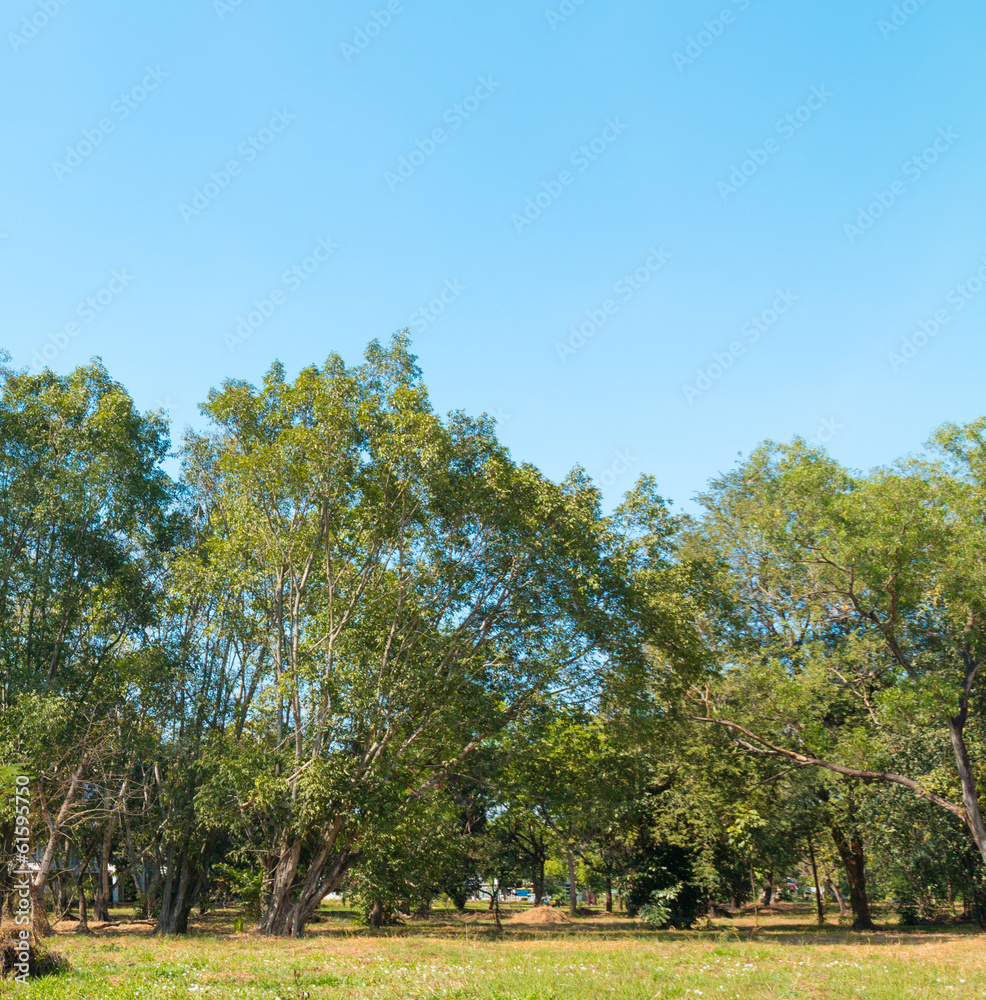 Obraz premium Green spring park with different trees