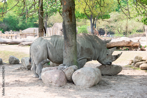 Rhinoceros at zoo horizontal