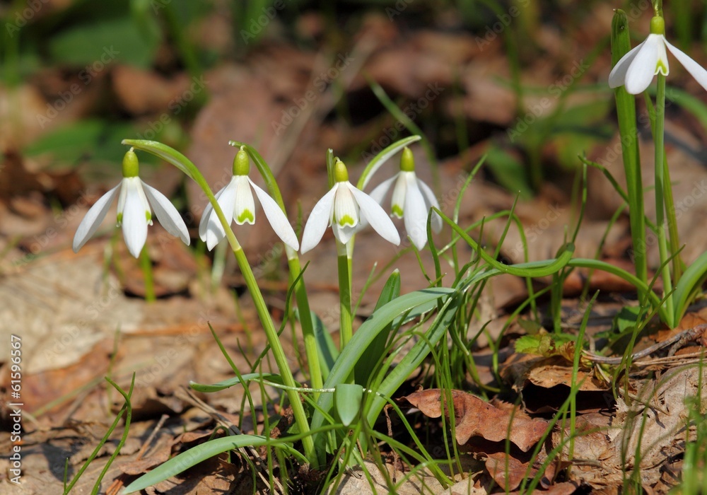 Snowdrops Snowdrops