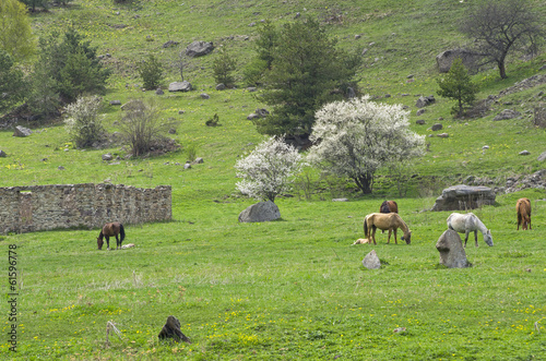 Horses on a hillside. photo