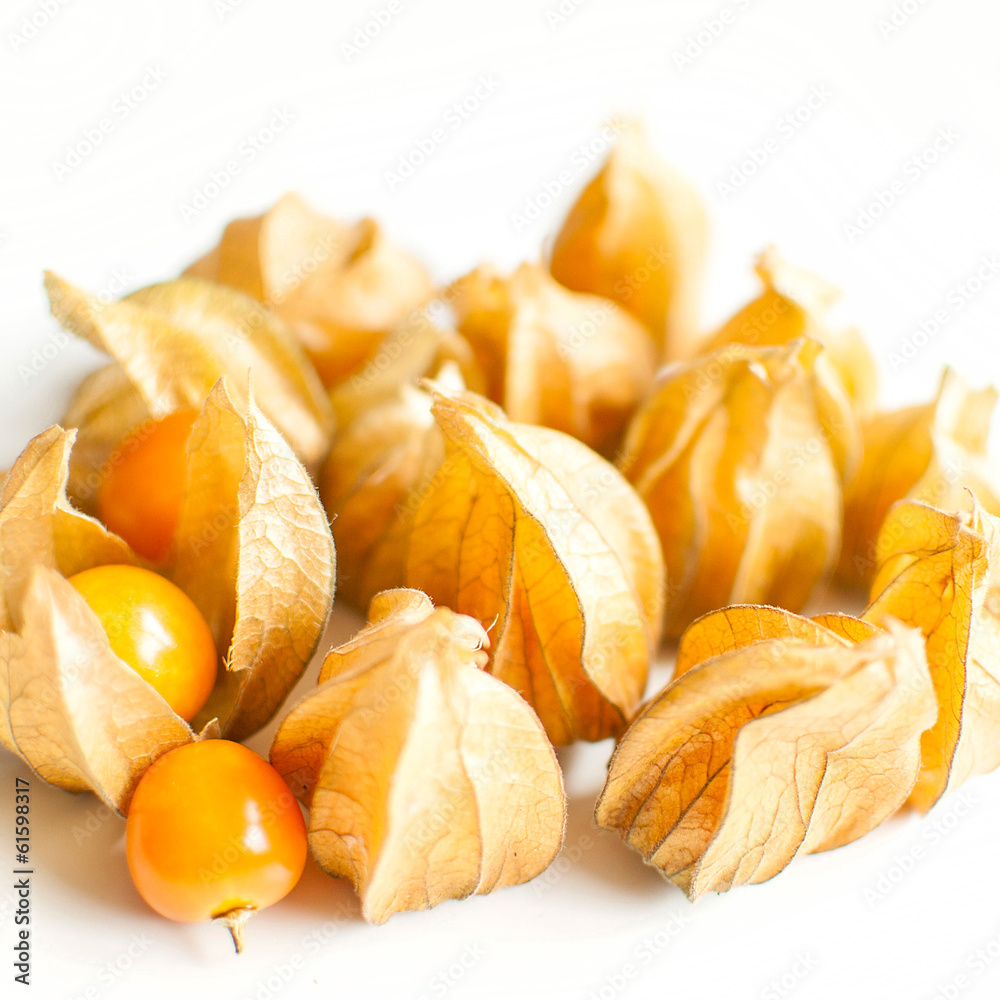 physalis physalis