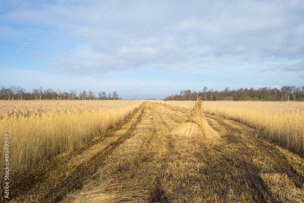 Fototapeta premium Bundled common reed on a field in winter