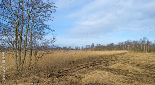 Reed bed with seed heads in winter