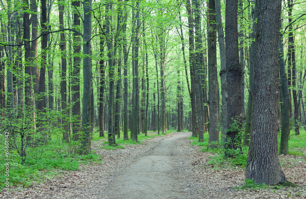 Path in the green forest Path in the green forest
