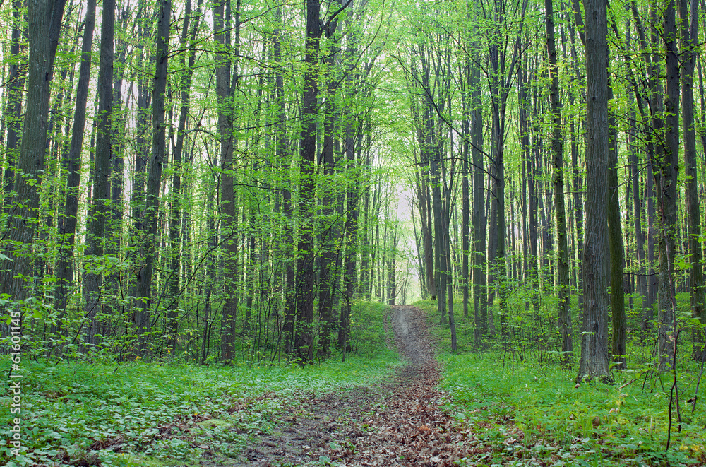Obraz premium Path in the green forest