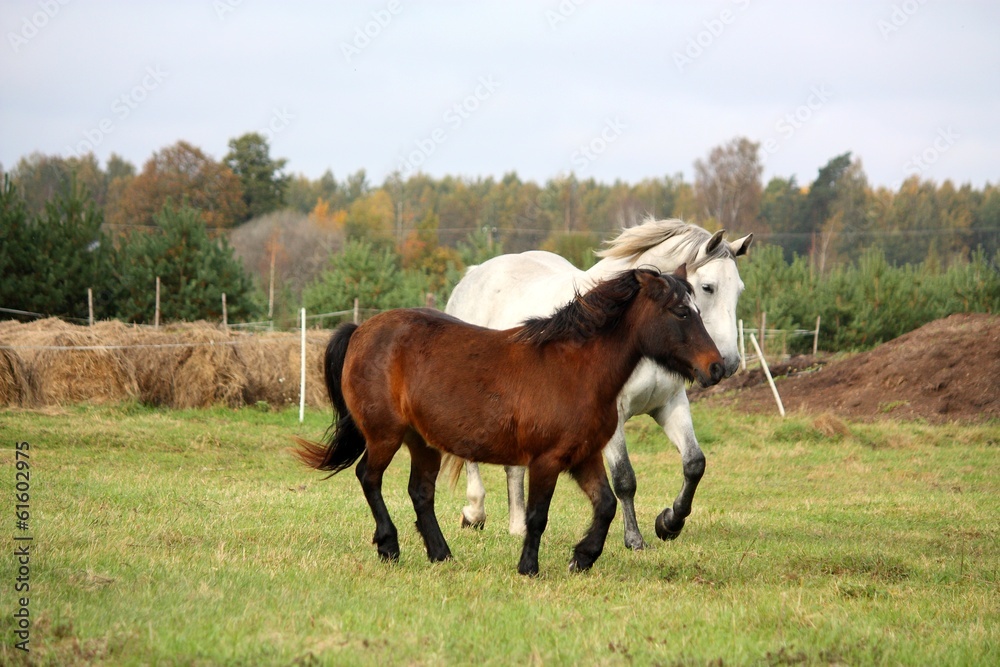 Pony and horse running together