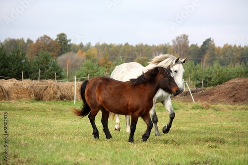 Pony and horse running together © virgonira