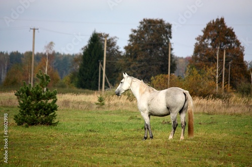 White horse at the pasture