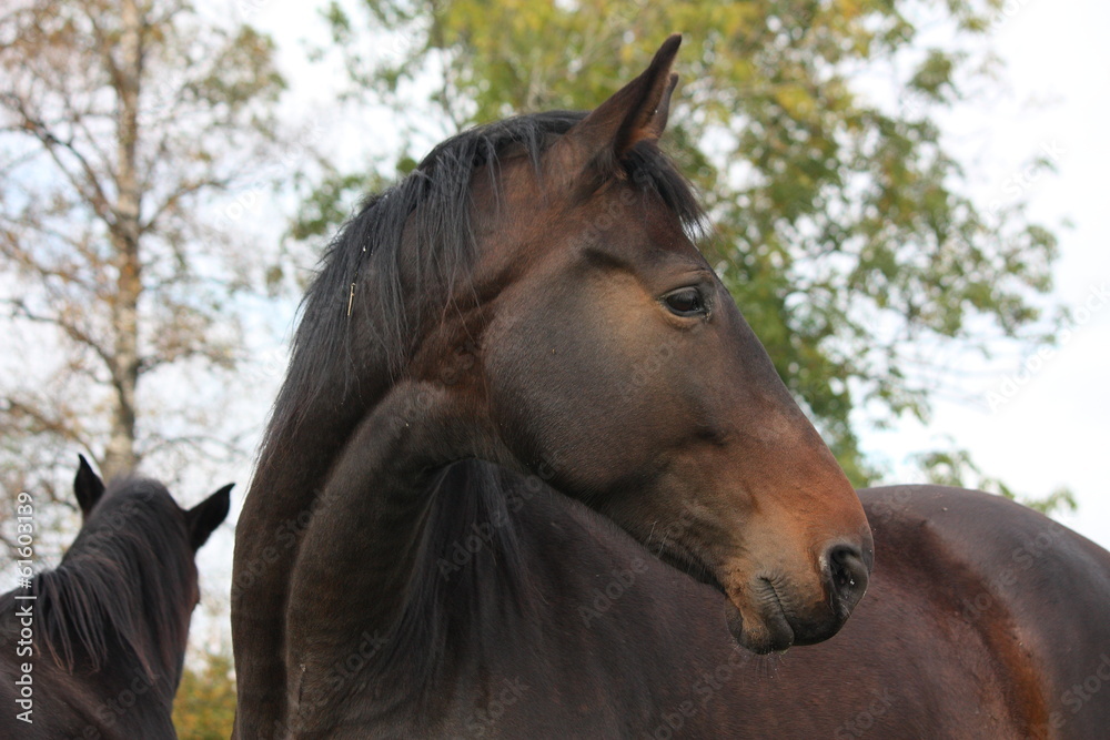 Fototapeta premium Beautiful brown horse portrait in autumn