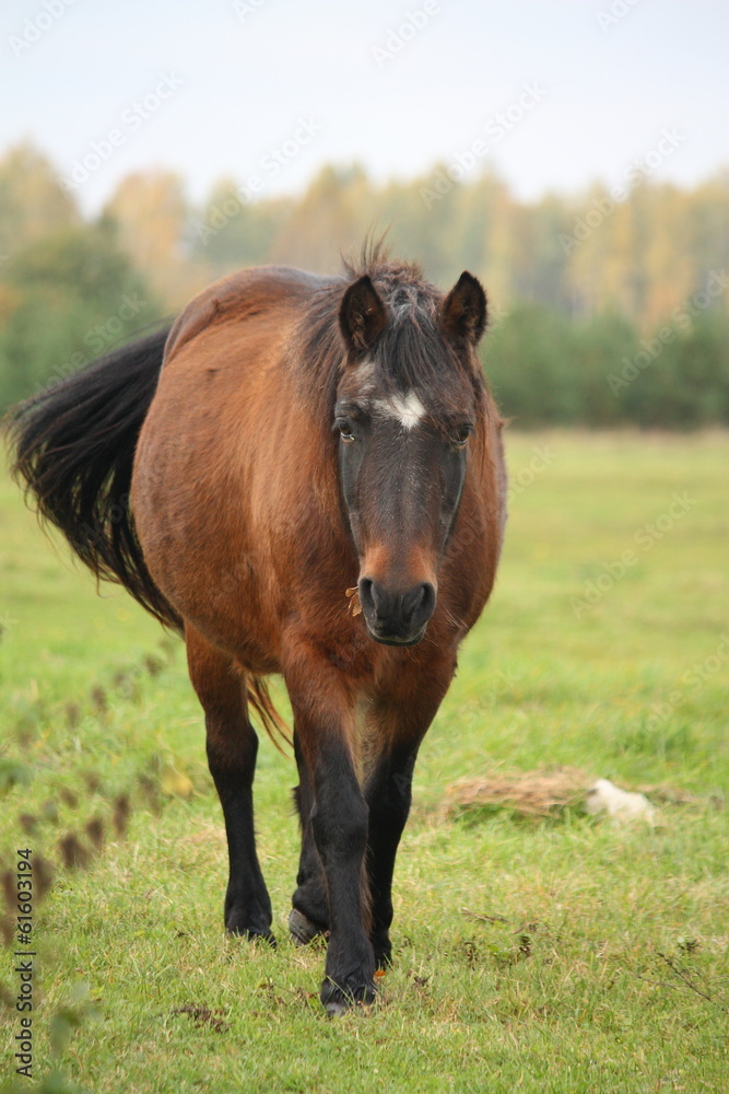 Brown pony walking at the pasture Brown pony walking at the pasture