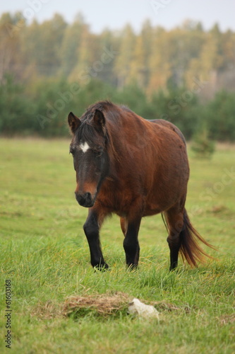 Brown pony walking at the pasture