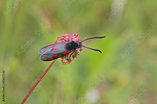 Sechsfleck-Widderchen auf Kleinem Wiesenknopf