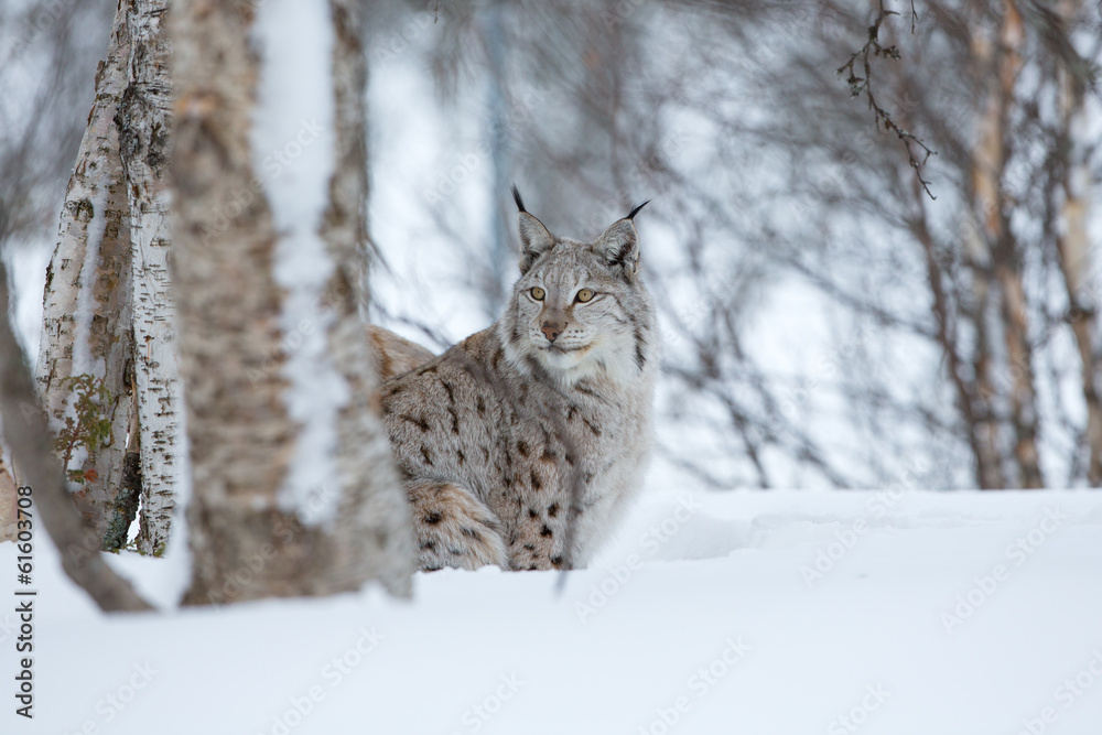 Lynx sneaks in the winter forest Lynx sneaks in the winter forest