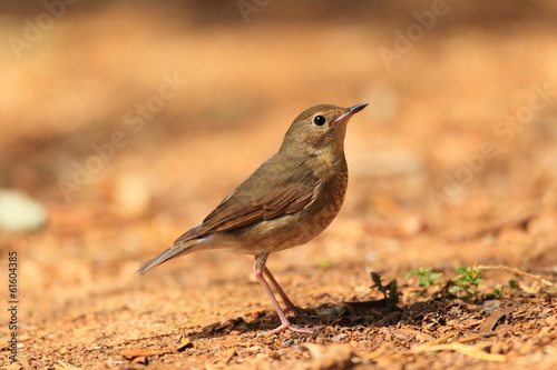 Siberian blue robin (Luscinia cyane) female in Thailand photo