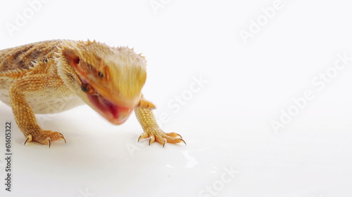 Bearded dragon (agama lizard) eating zophobas worm over white