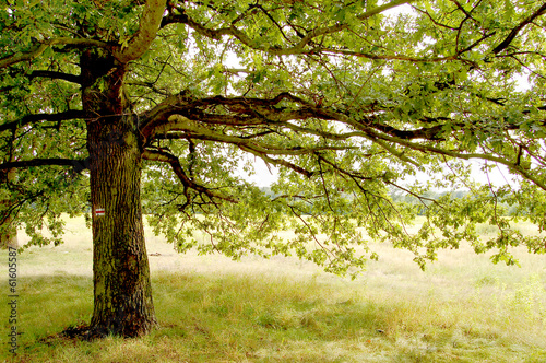 Summer time, grassland and fields