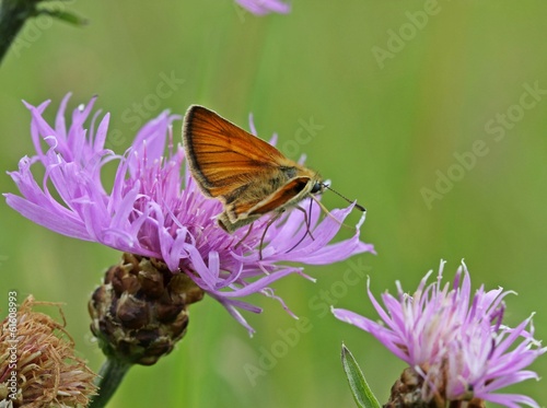 Braunkolbiger Braun-Dickkopffalter auf Wiesen-Flockenblume photo