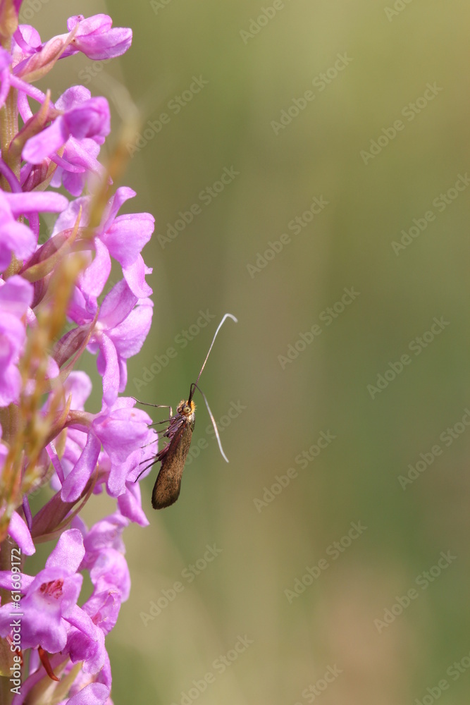 Langhornmotte (Nemophora metallica) auf Mücken-Händelwurz Langhornmotte (Nemophora metallica) auf Mücken-Händelwurz
