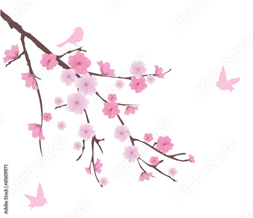 vector cherry blossom branch with birds