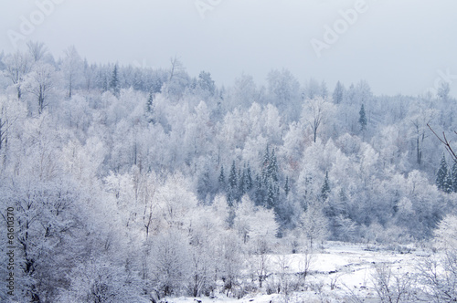 Winter wood © photobee