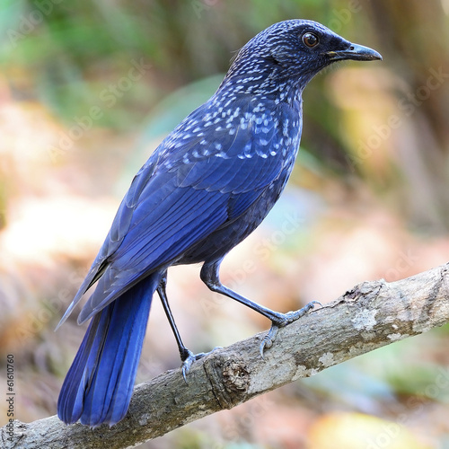 Blue Whistling Thrush