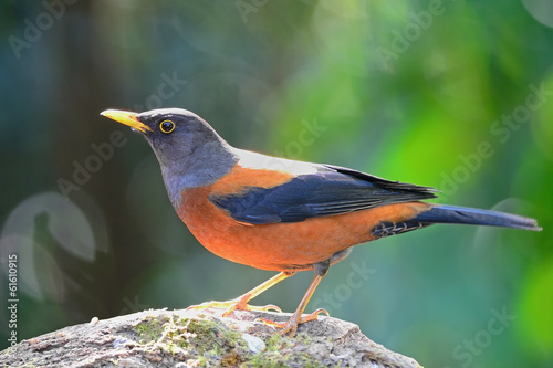 Chestnut Thrush